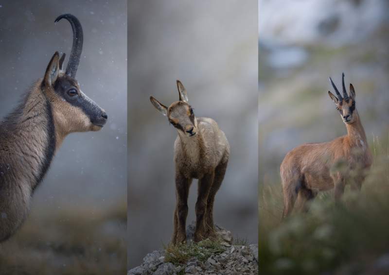 Appennine Chamois