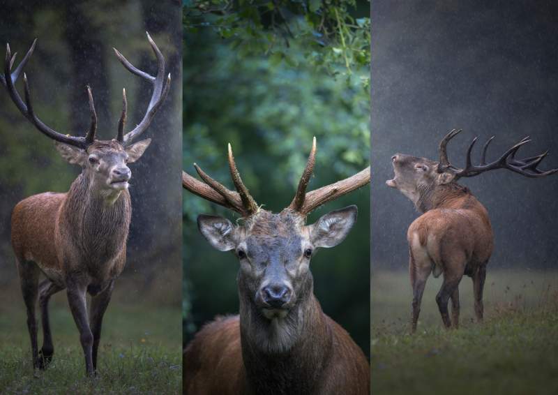 Red Deer