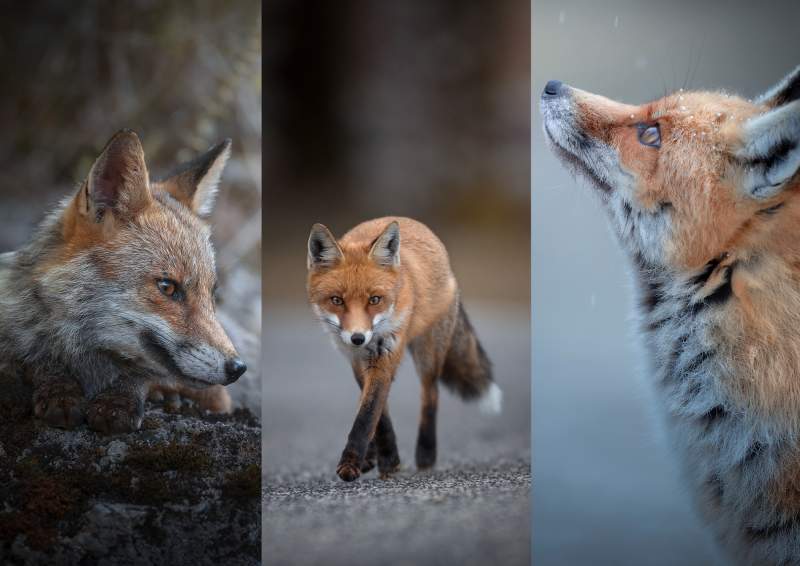 Appennine Fox
