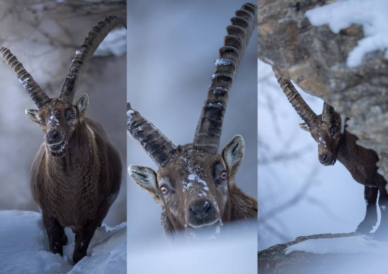 Stambecco e Camoscio delle Alpi