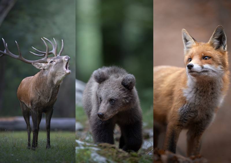 WILDLIFE