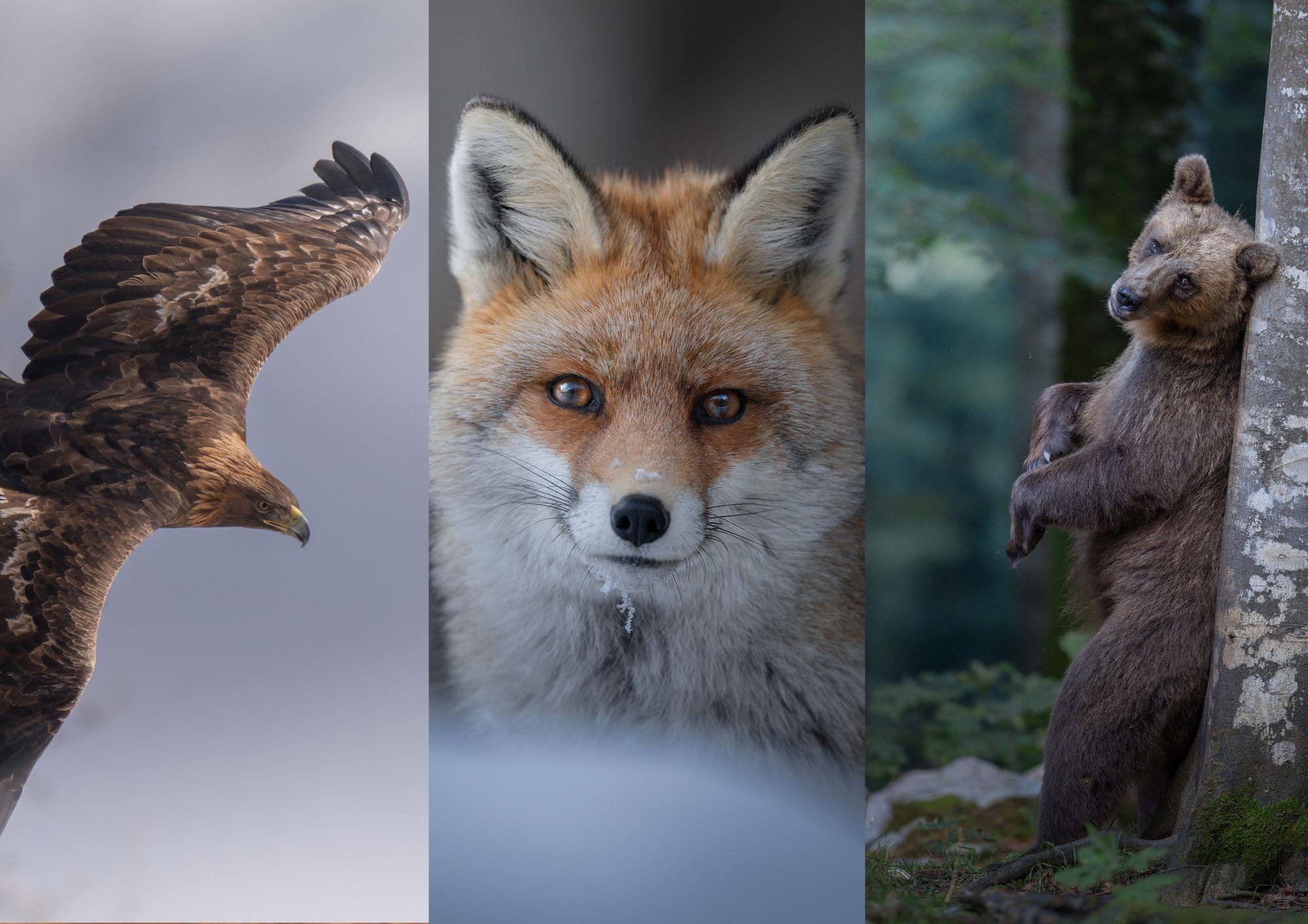 Alessandro Di Modica - slider