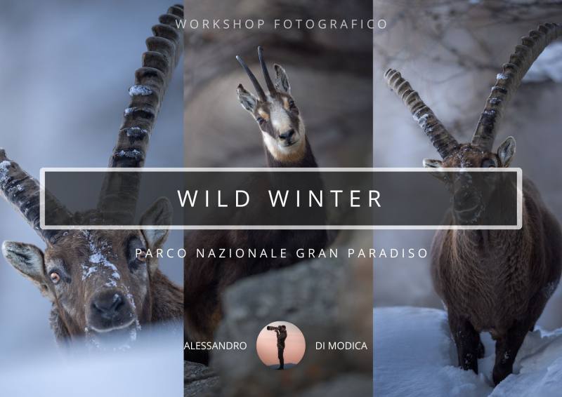 WILD WINTER 5-8 FEBRUARY 2026