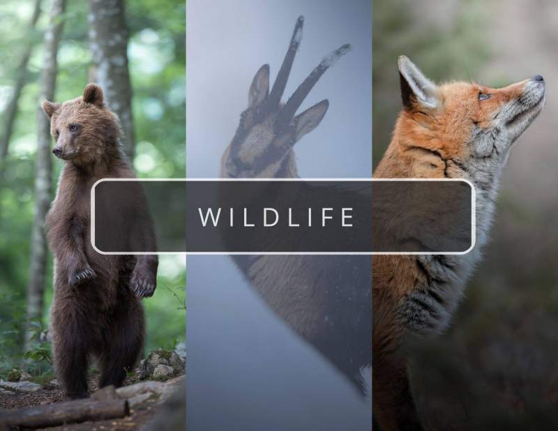 WILDLIFE
