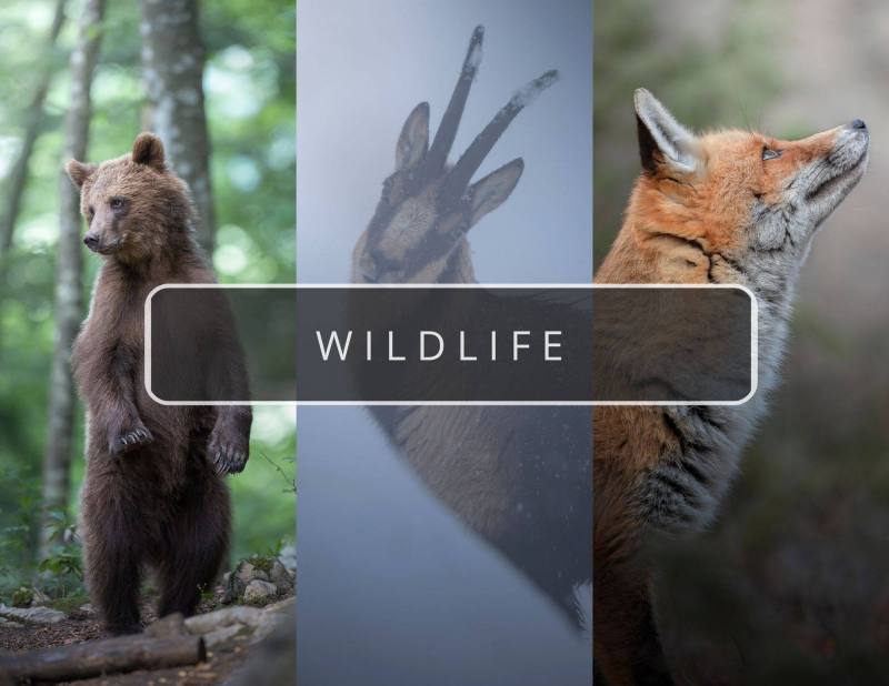 WILDLIFE