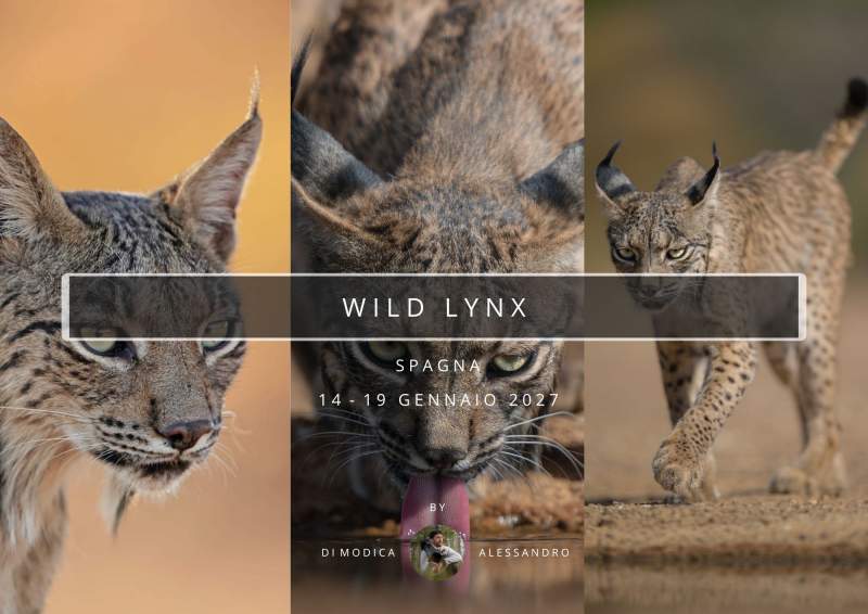 WILD LYNX