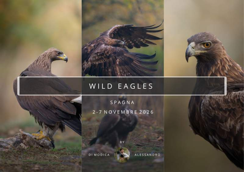 WILD EAGLES