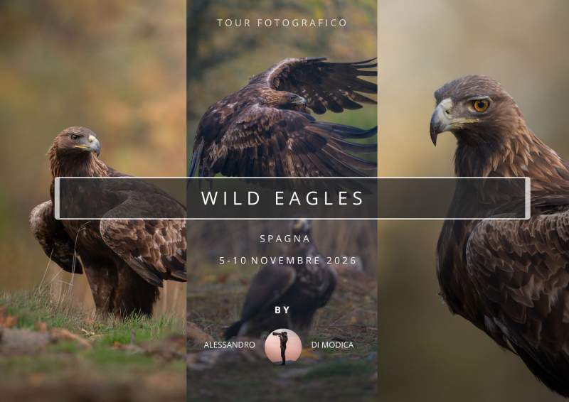 WILD EAGLES