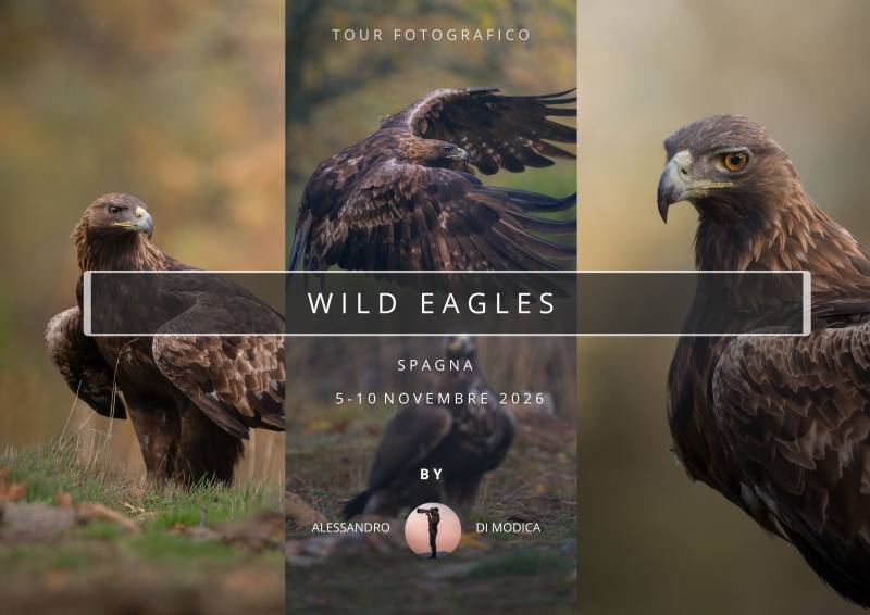 WILD EAGLES 5 -10 NOVEMBER 2026