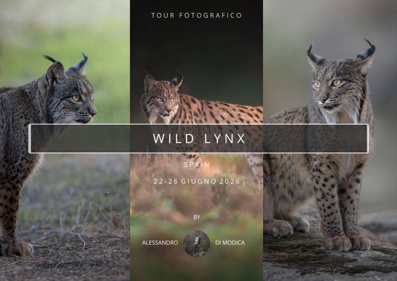 WILD LYNX 22 -26 JULY 2026