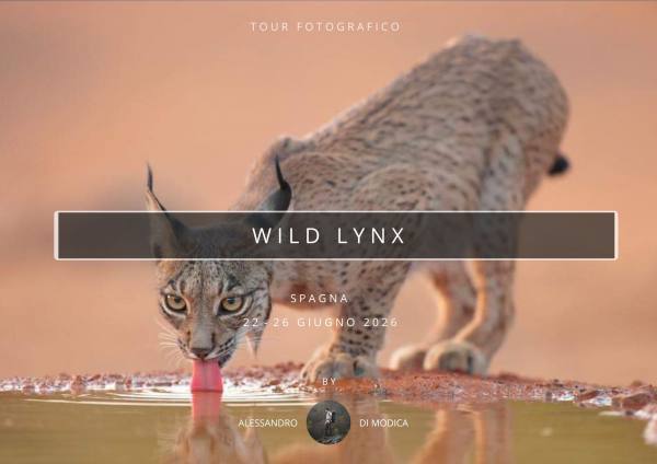 WILD LYNX