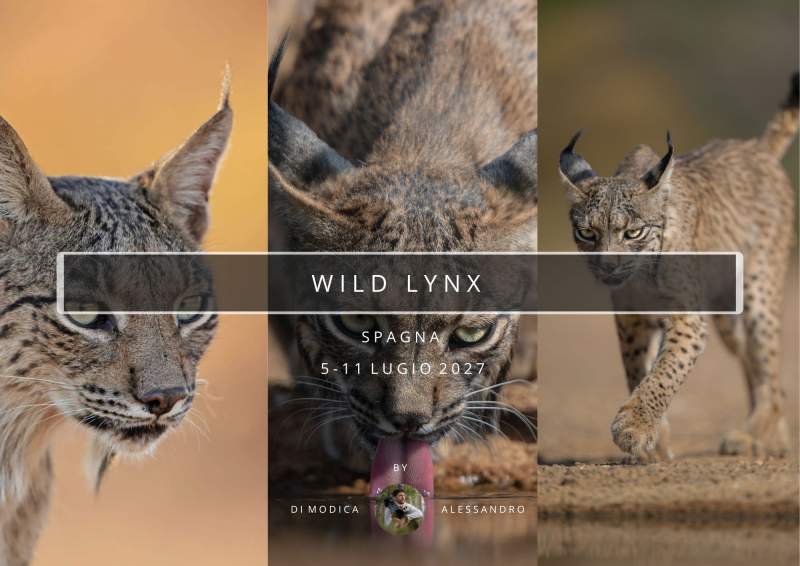 WILD LYNX