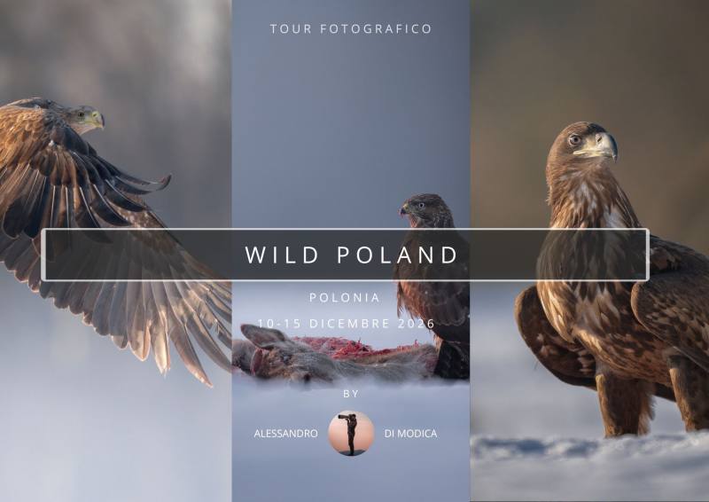 WILD POLAND