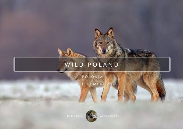 WILD POLAND