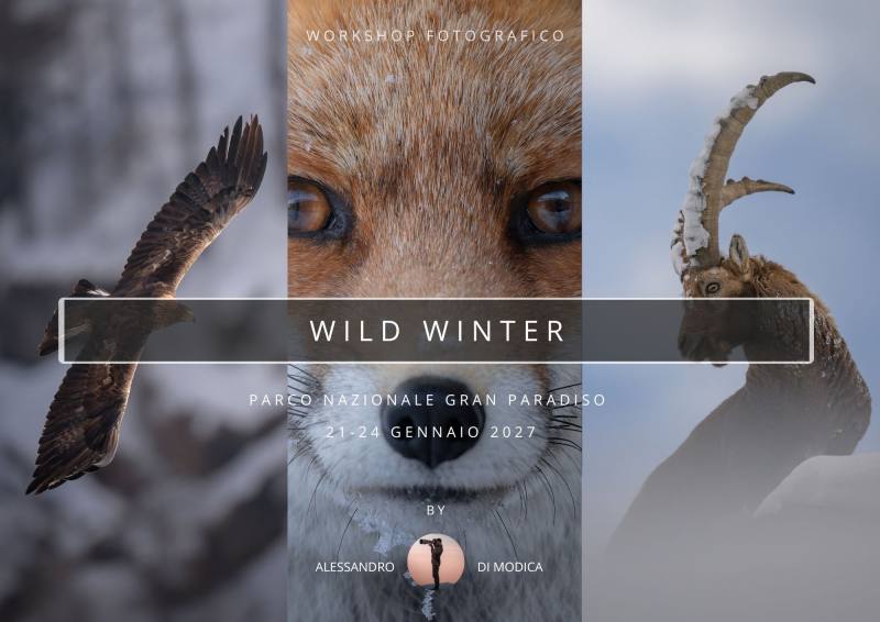 WILD WINTER