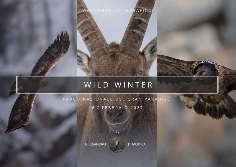 WILD WINTER