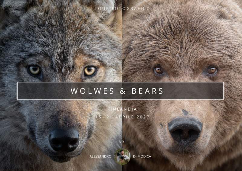 WOLWES & BEARS