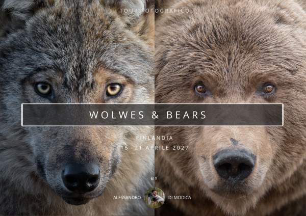 WOLVES & BEARS