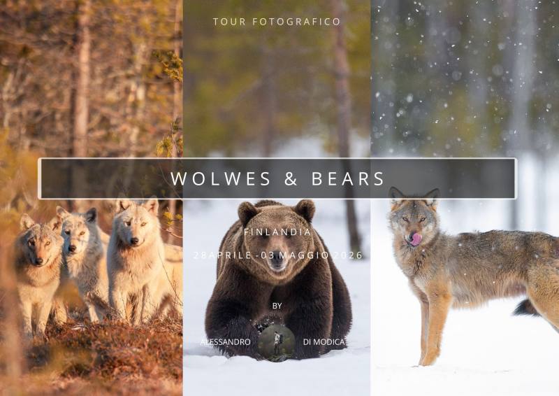 WOLVES & BEARS 28 APRILE - 03 MAGGIO 2026
