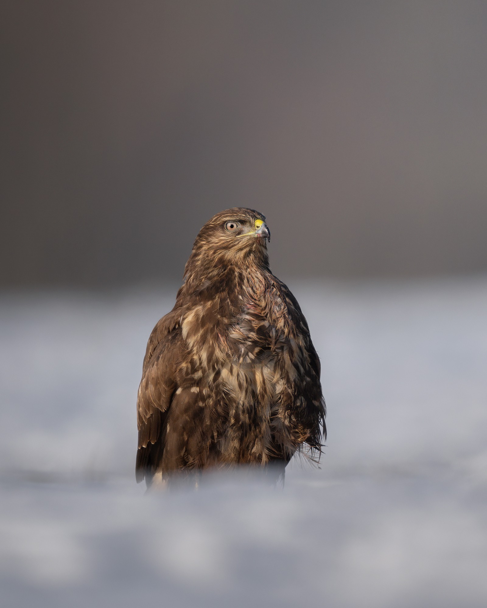 DSC_2754WEB