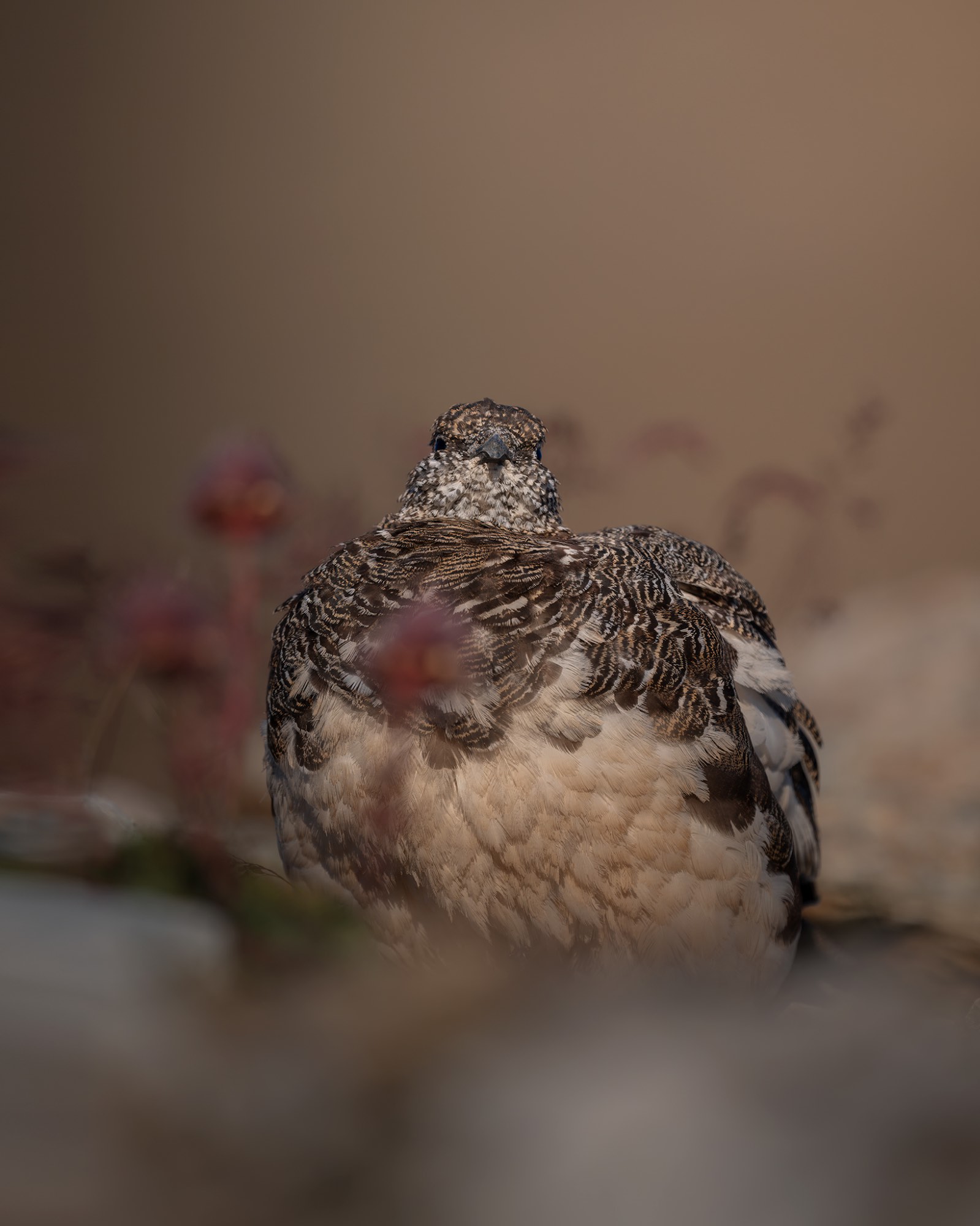 DSC_6654WEB