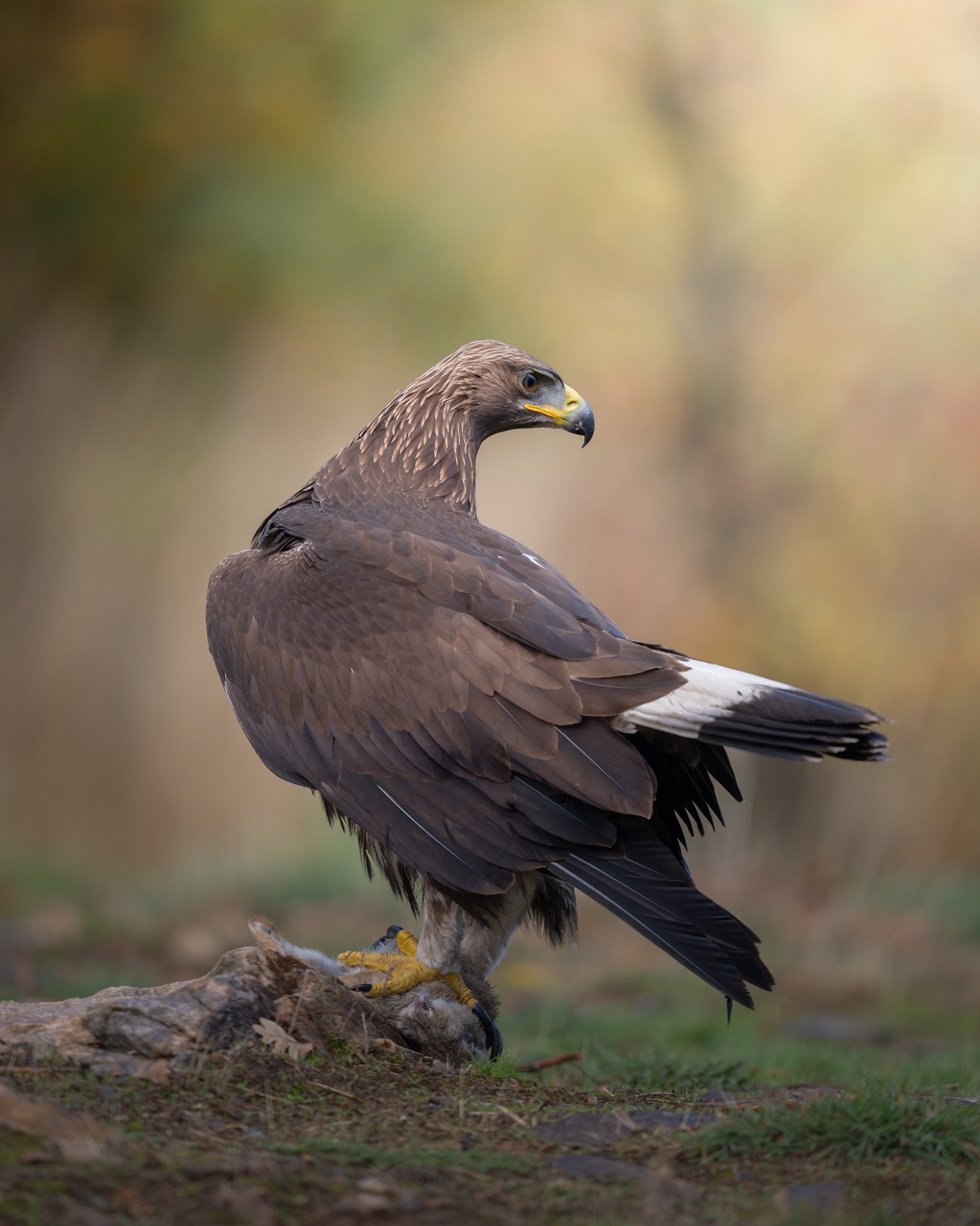Z91_1492WEB