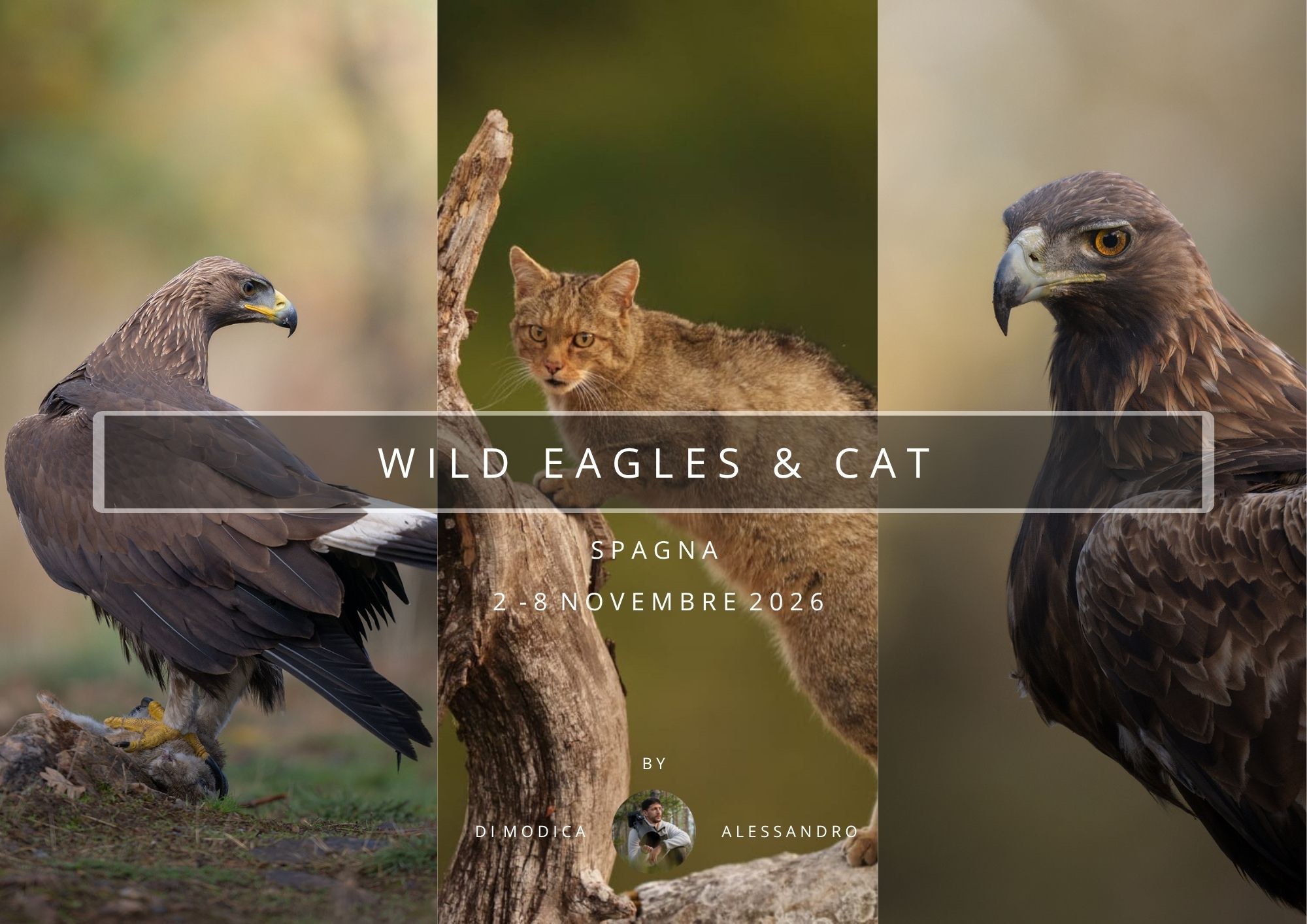 WILD EAGLES & CAT