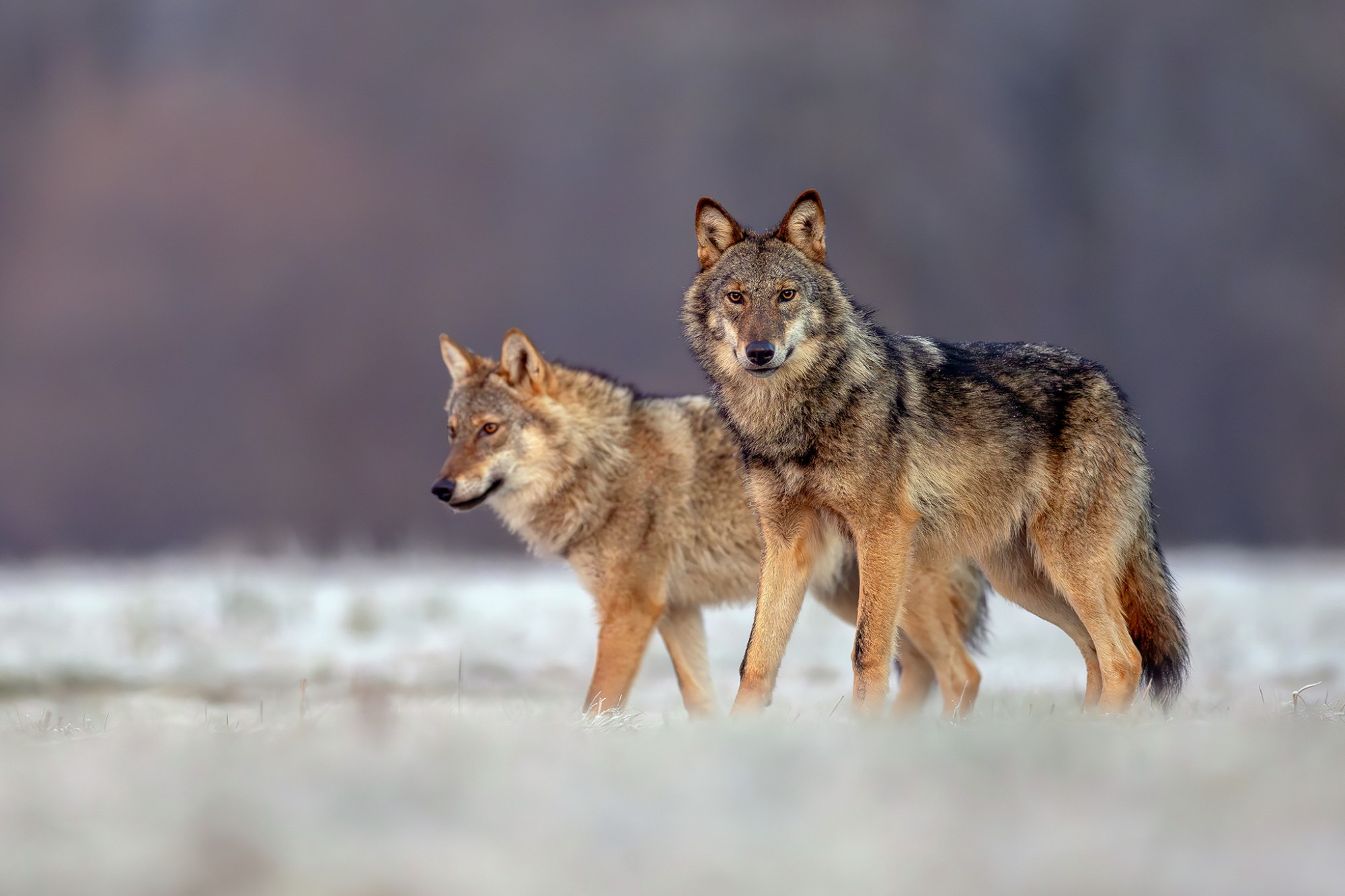 image00002