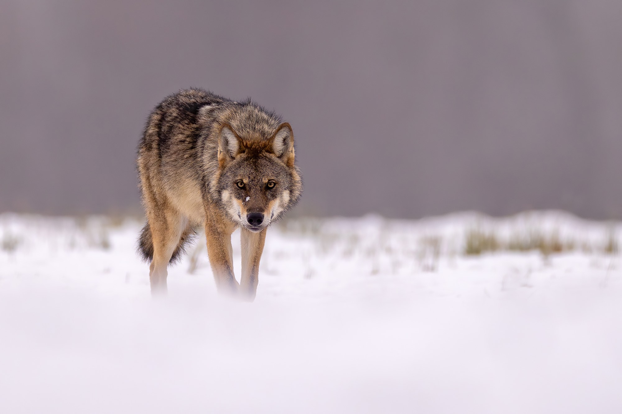 image00003