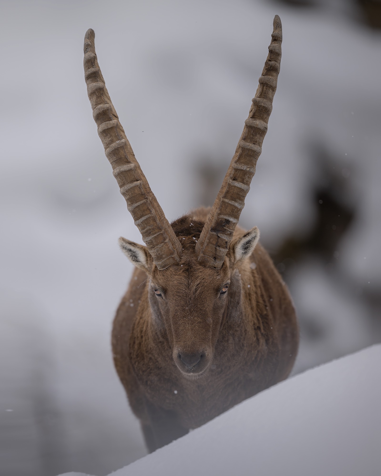 DSC_9909WEB