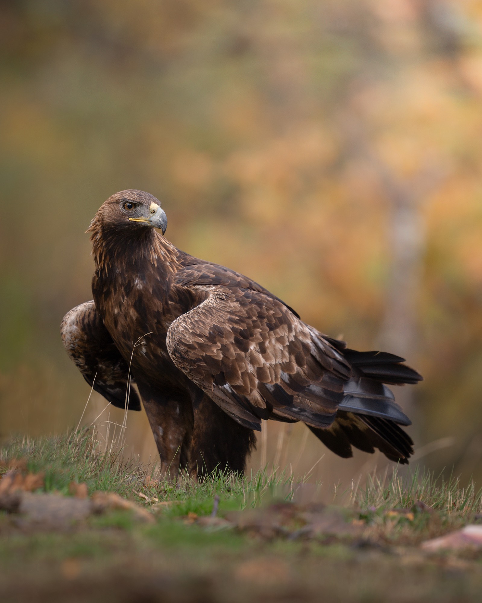 Z91_1327WEB Z91_1327WEB