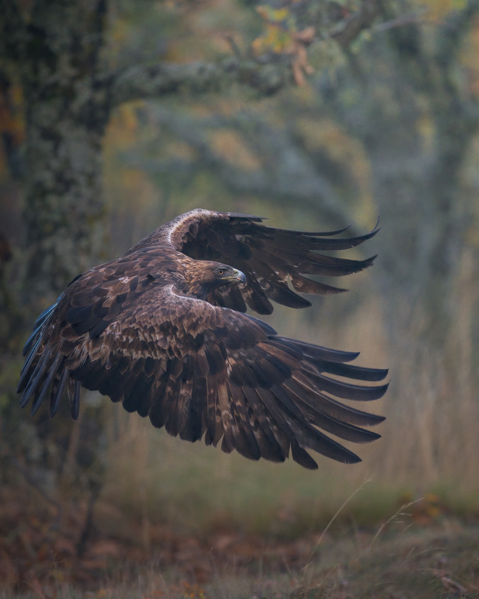 Z91_3118WEB Z91_3118WEB