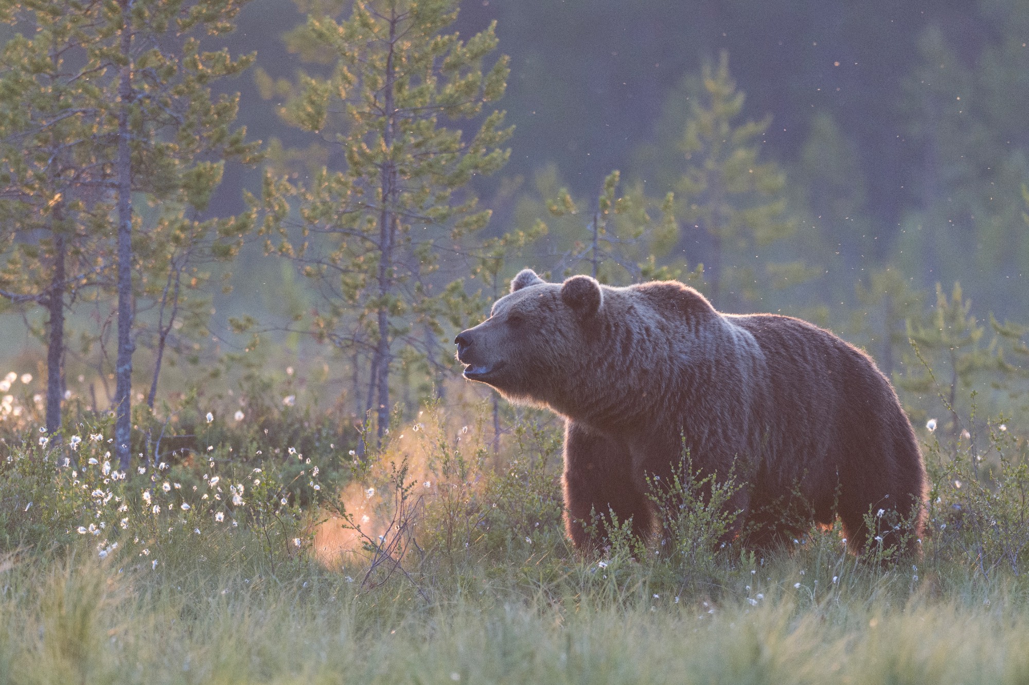 OURS_BRUN_L1690016