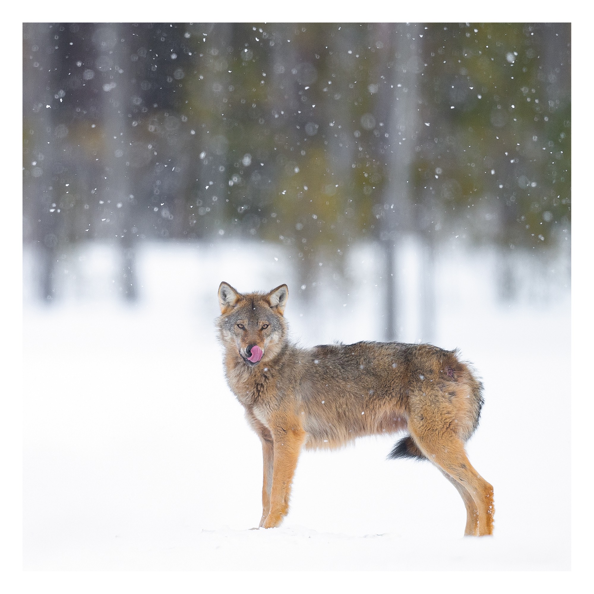 LOUP_GRIS_DSC_0639