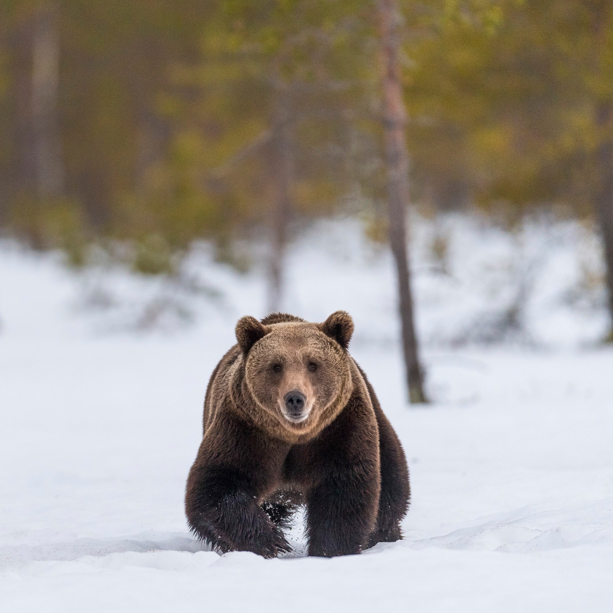 OURS_BRUN_DSC0327