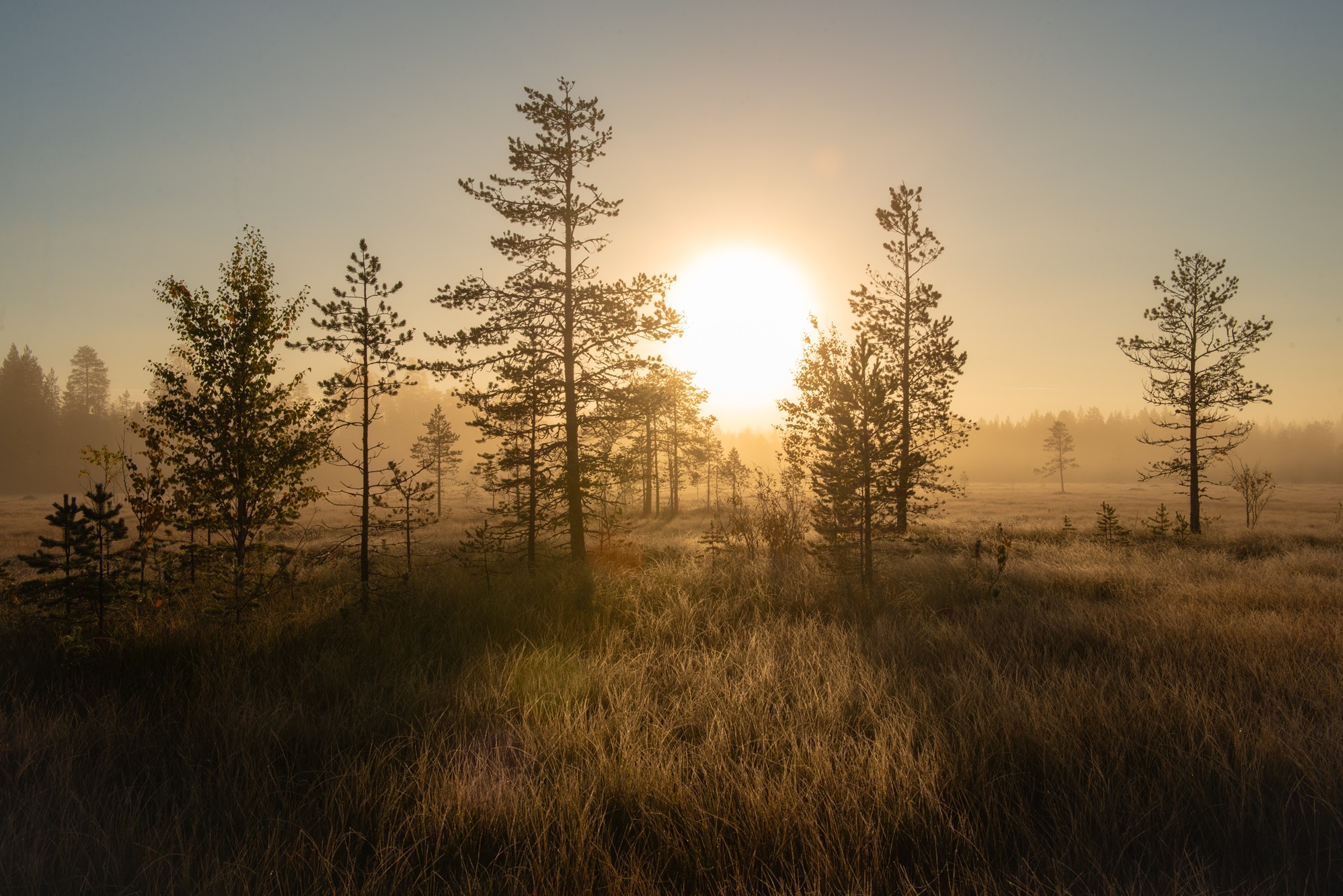 WOLVES & BEARS 28 APRIL - 03 MAY 2026