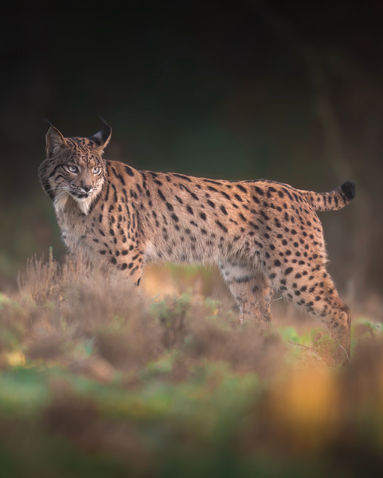 4ac0a785-4e76-466e-b6a5-0f0767e9fffa 4ac0a785-4e76-466e-b6a5-0f0767e9fffa