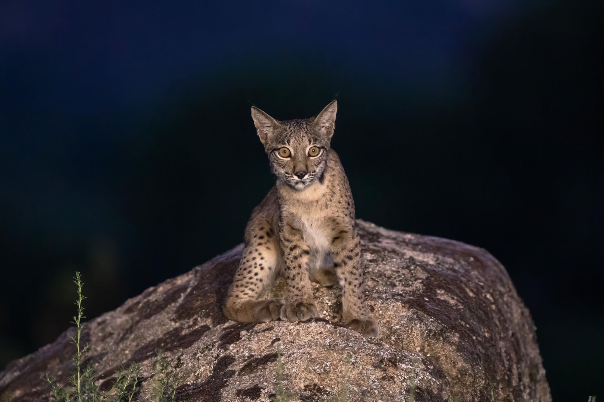 fb229387-b995-4315-ad85-10c522e9490a fb229387-b995-4315-ad85-10c522e9490a