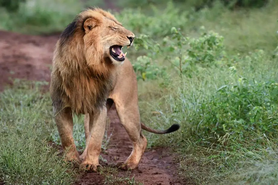 WILD KRUGER EXPERIENCE