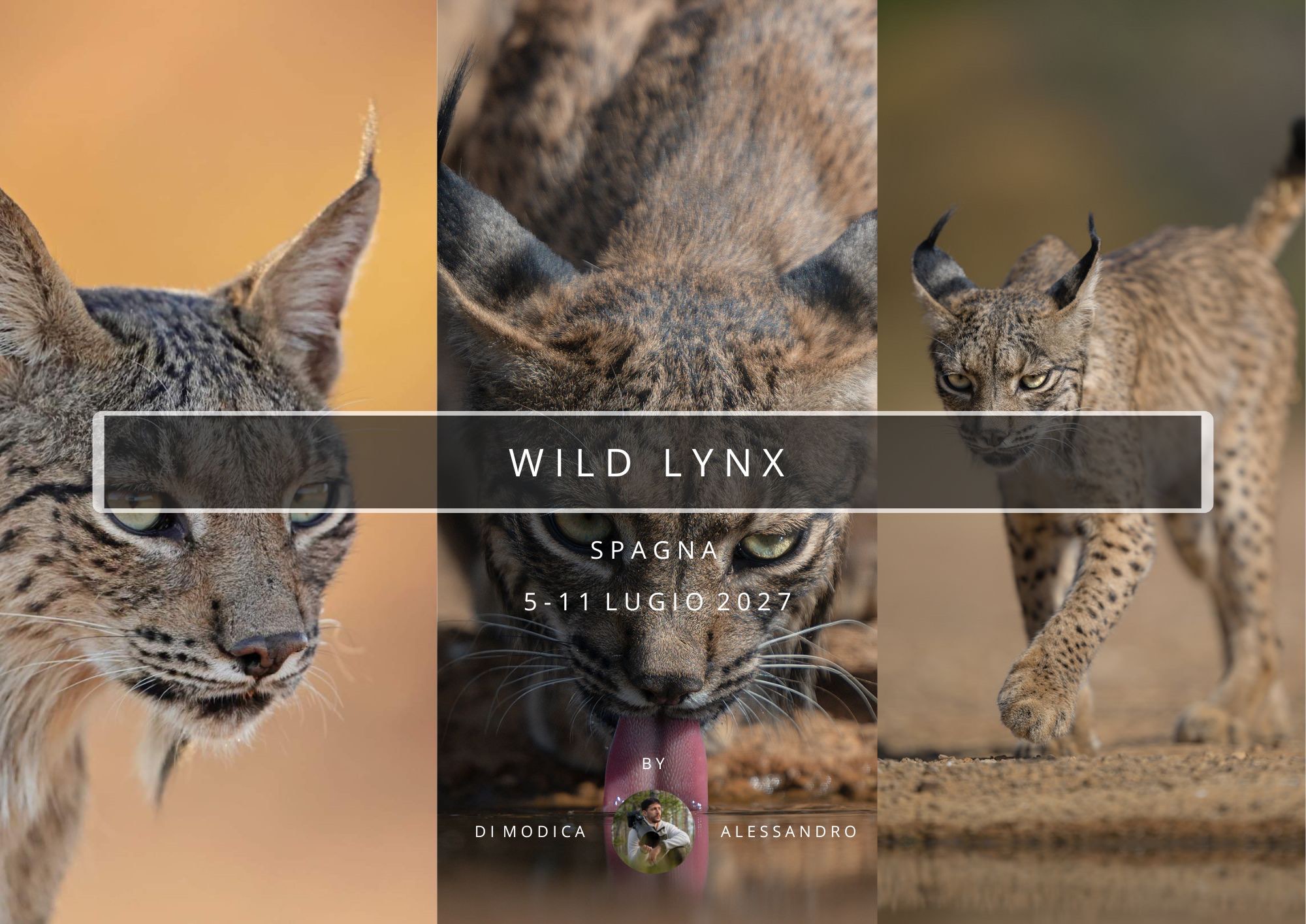 WILD LYNX