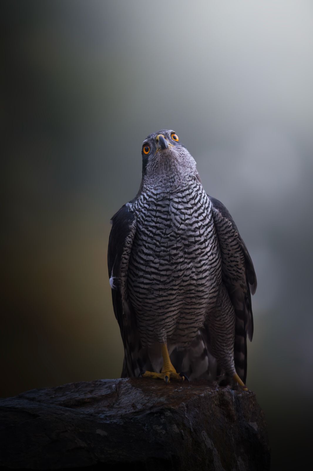 2c72963b-c44a-44f5-9f95-f2d46f69a708