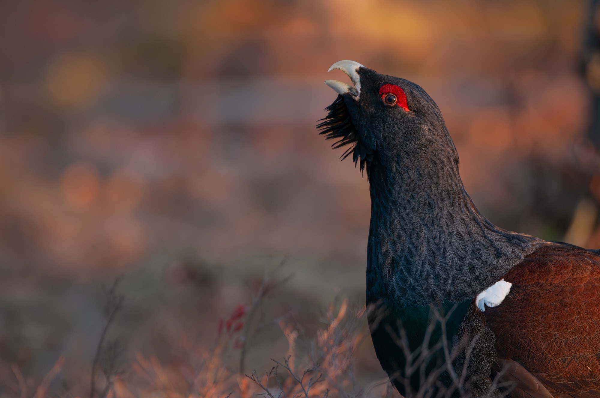 GRAND_TETRAS_DSC5082