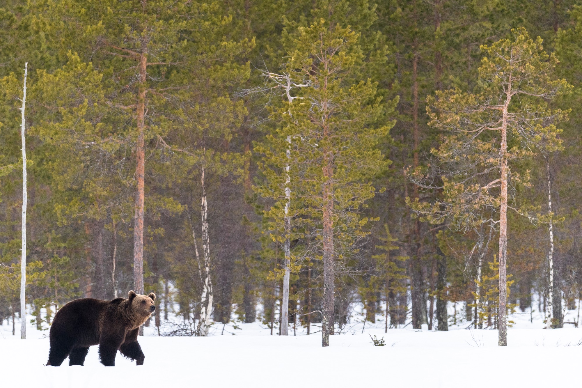 OURS_BRUN_DSC0130 OURS_BRUN_DSC0130