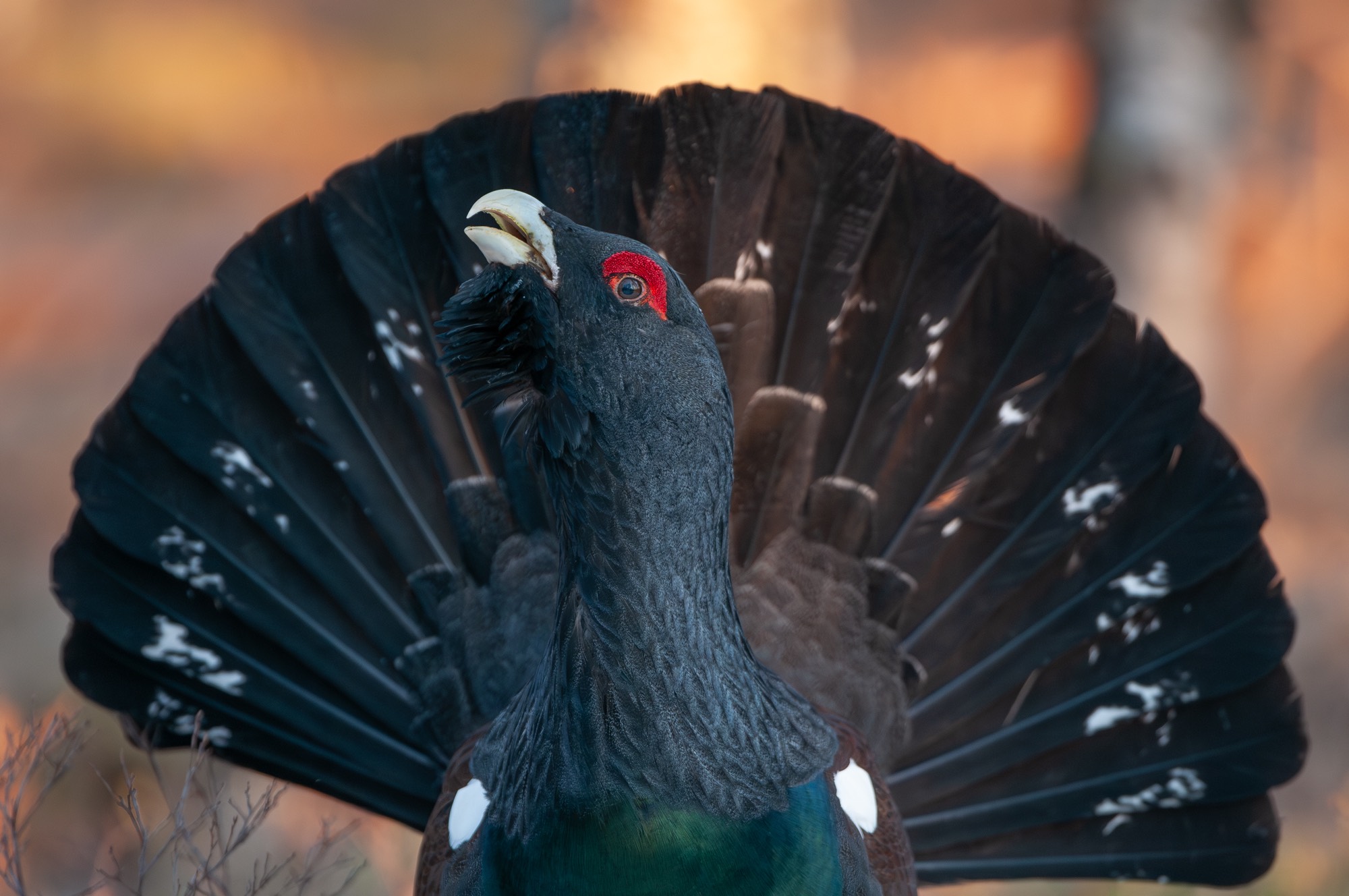 GRAND_TETRAS_DSC5103